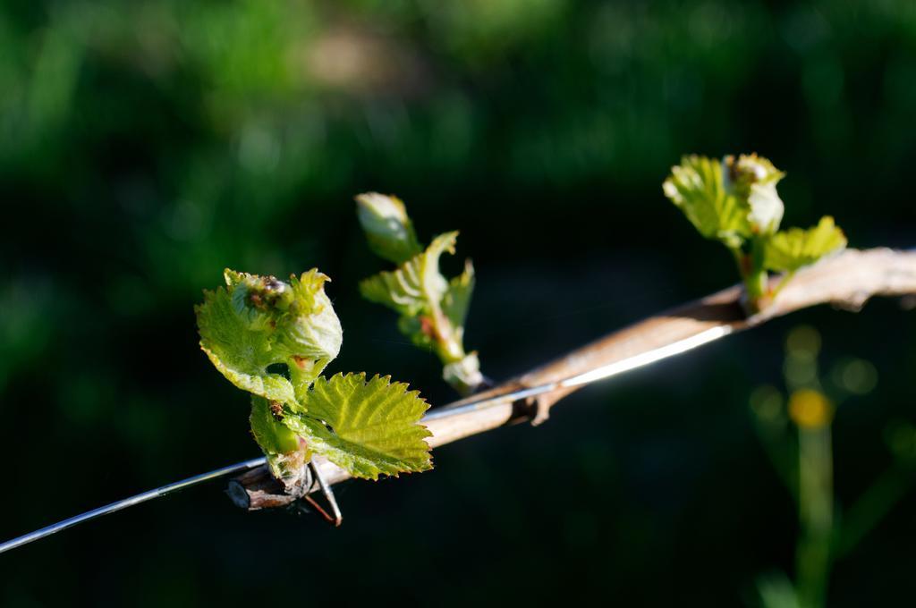Weingut Winzerzimmer Rothschaedl Leutschach Eksteriør billede
